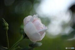 囁き