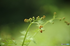 山麓の風に揺れて