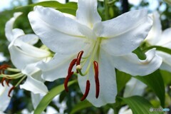 堂々の貫禄