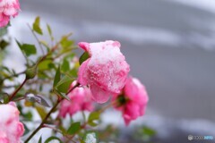 雪に打たれても