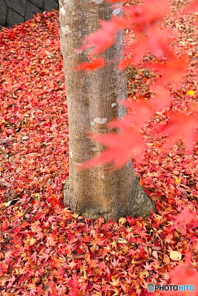 紅絨毯に抱かれて
