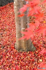 紅絨毯に抱かれて