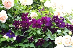 華やぐ季節