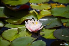 陽気に誘われて