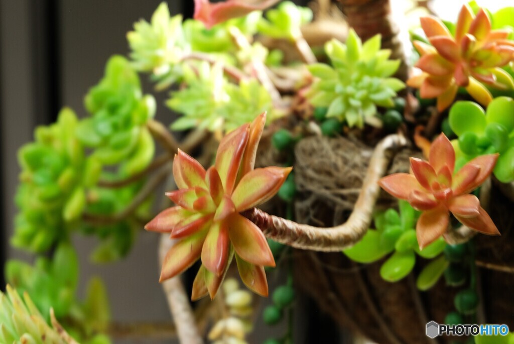 冬でも活き活き