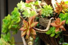 冬でも活き活き