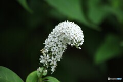 夏野の見張り番