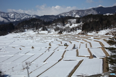 棚田の春