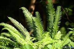 夏陽燦々