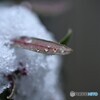 進む雪解け