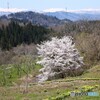 春色映えて
