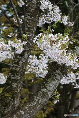 間に合った