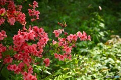 紅袖拡げて