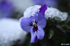 残雪