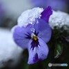 残雪
