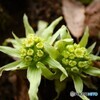 山里の春