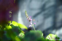 小さな目覚め
