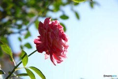 輝き続けて