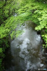 激しい夏雲映して