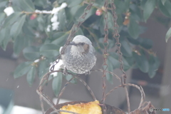 いただきま～す