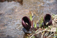 高原の水辺