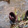 高原の水辺