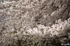 爛漫