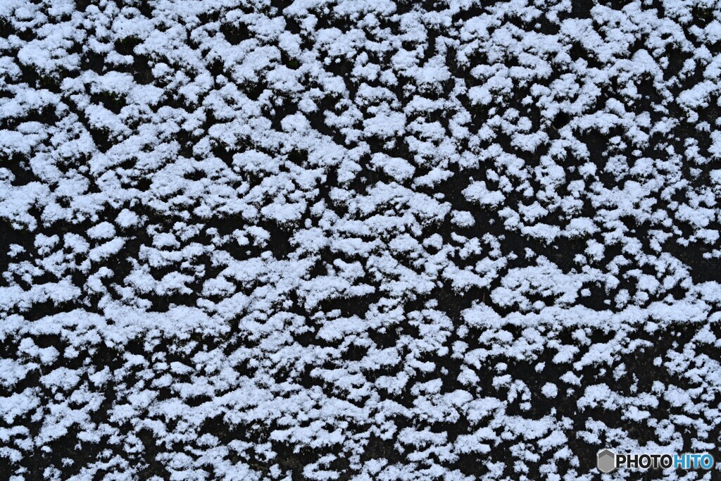 張り付く白雪