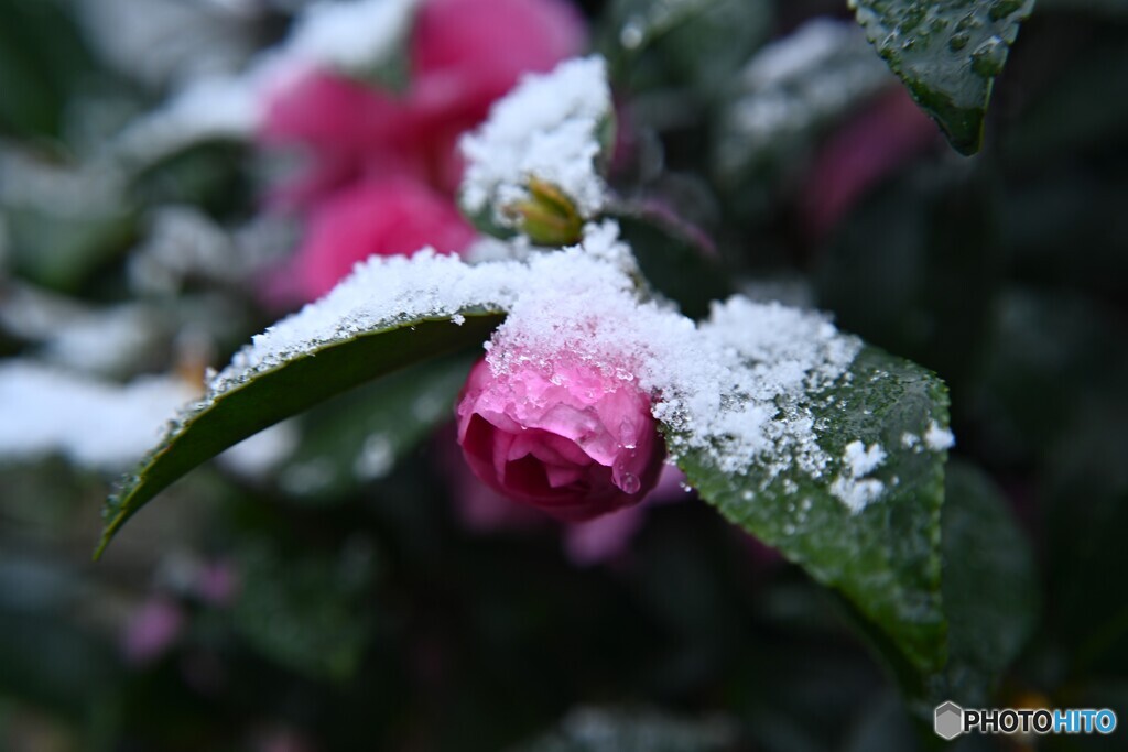 雪衣