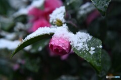 雪衣
