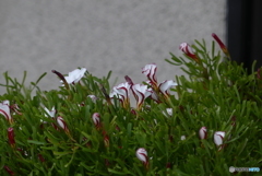 健気
