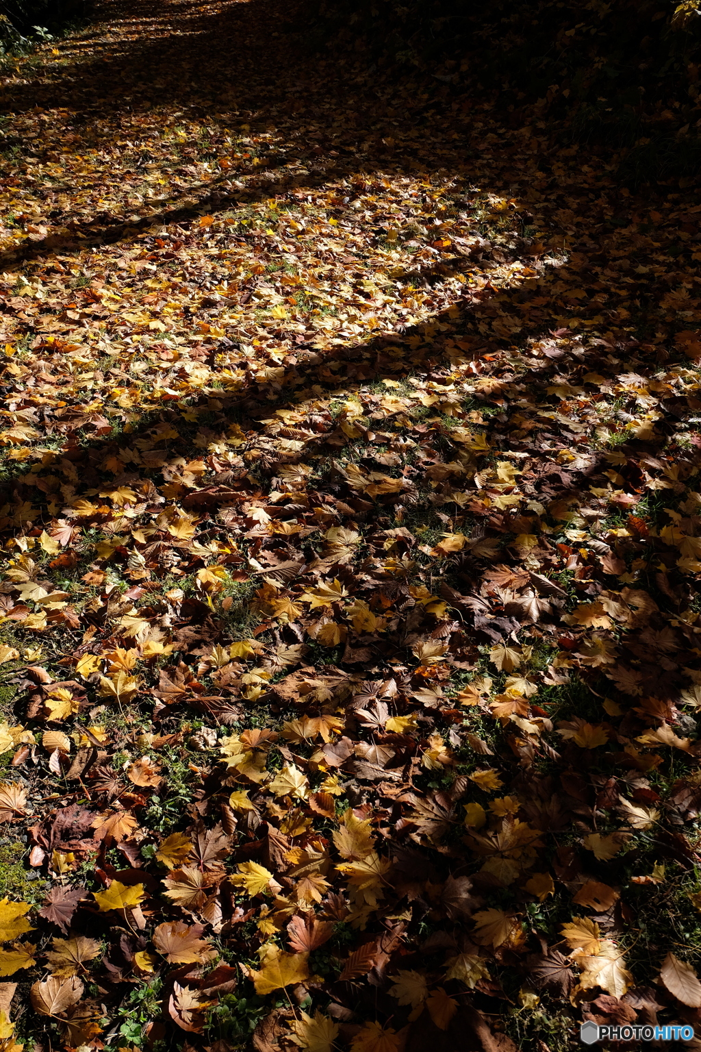 枯葉散る路