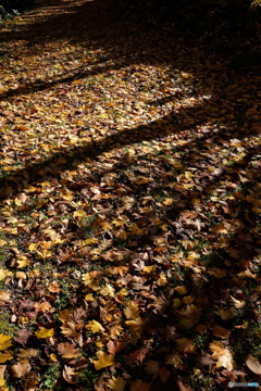 枯葉散る路