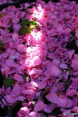 落ちても美しく