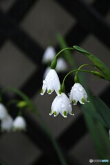 冷たい雨に頬濡らして