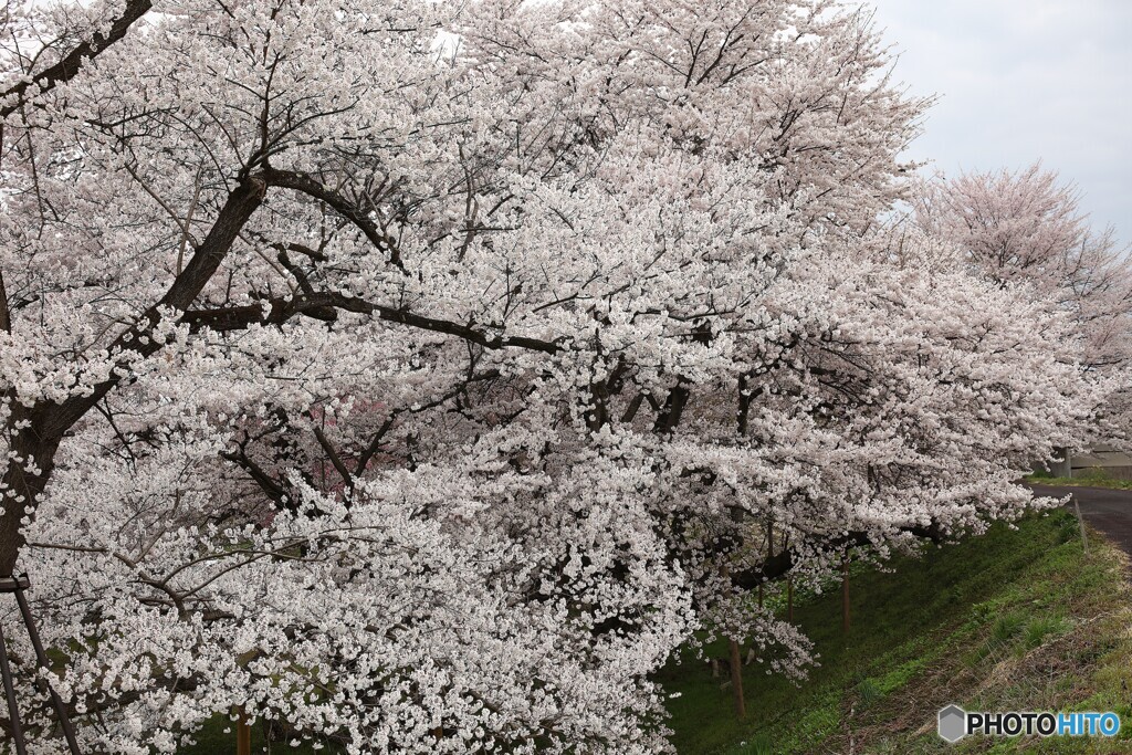 花曇り