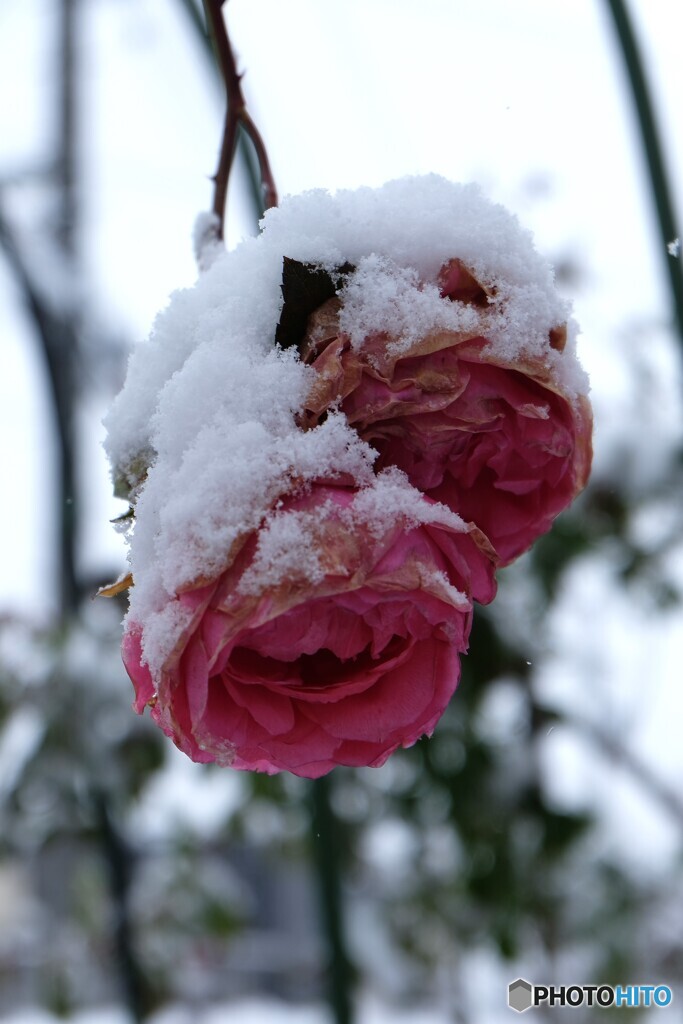 寄り添い寒さ凌ぐ