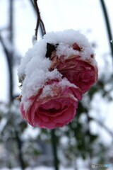 寄り添い寒さ凌ぐ