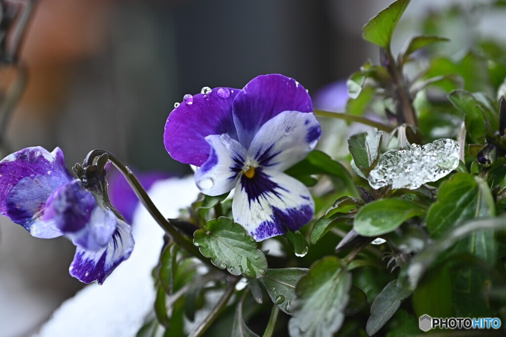 冬庭の頑張り屋さん