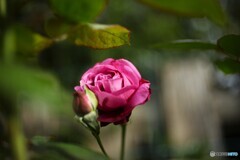 秋を楽しむ