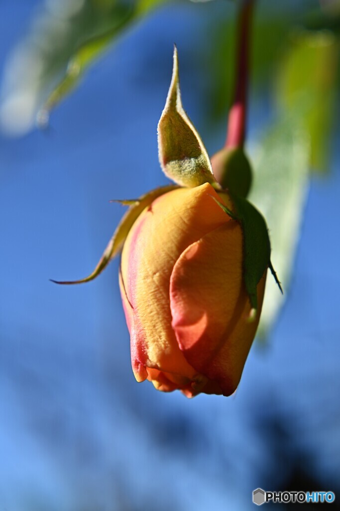 これが冬の薔薇