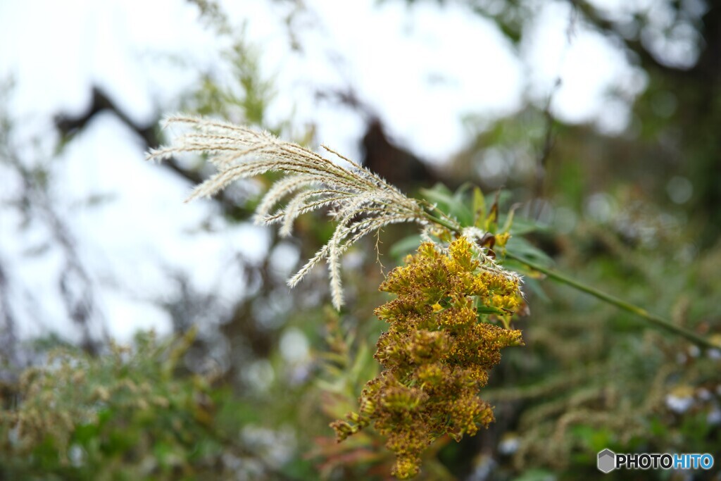 秋の野の花