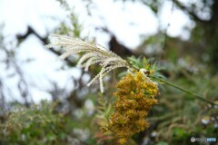 秋の野の花