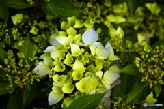 ひとつづつお目覚め
