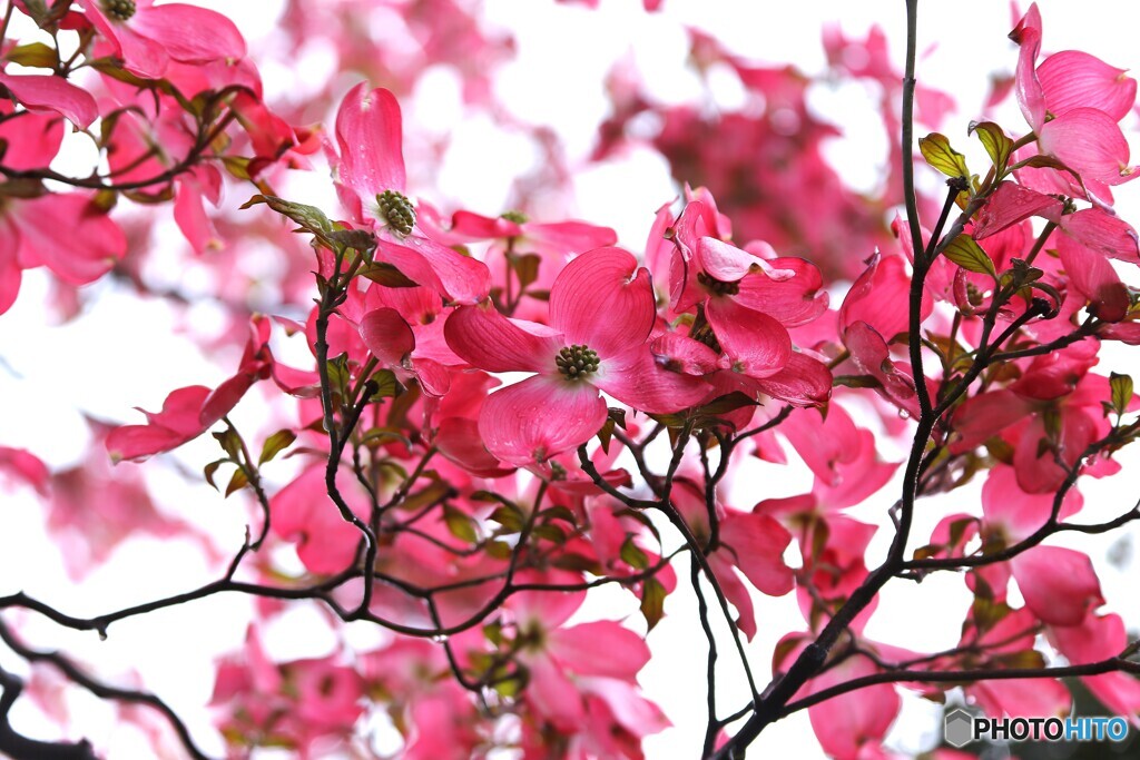 薄紅色の世界
