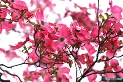 薄紅色の世界
