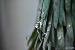 もう落ちそう