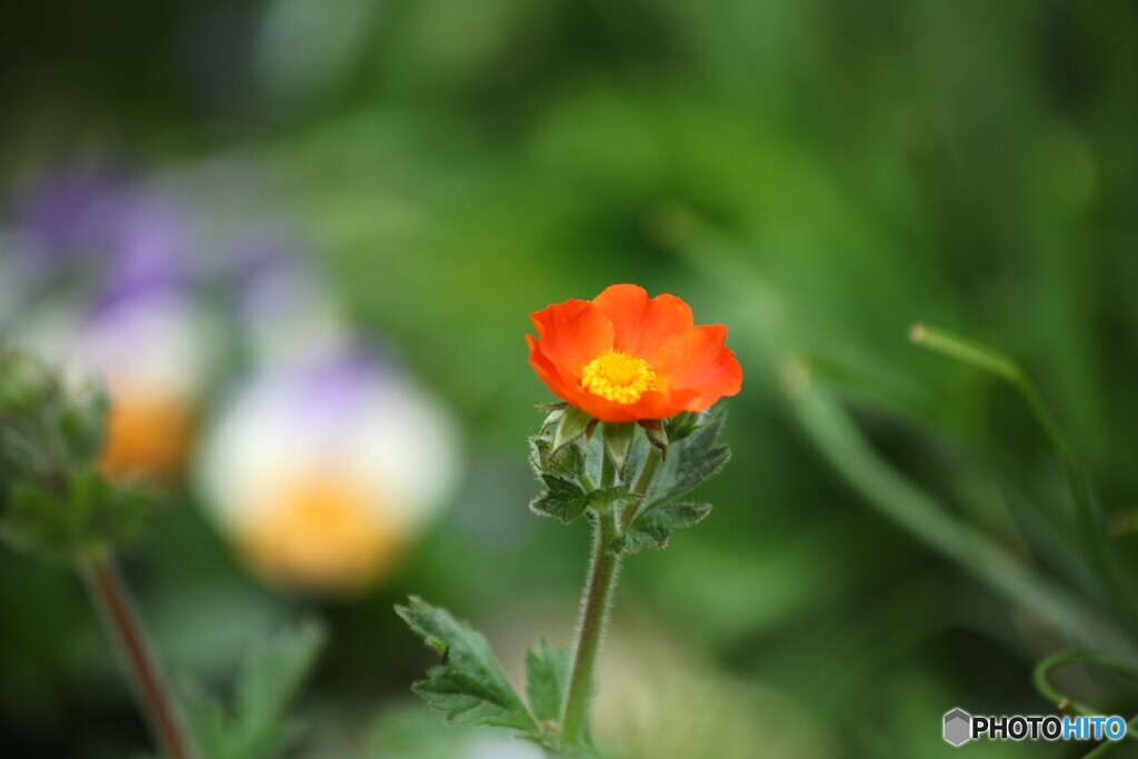 春庭の鮮やかさん