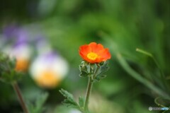 春庭の鮮やかさん