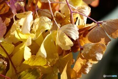 冬の黄葉